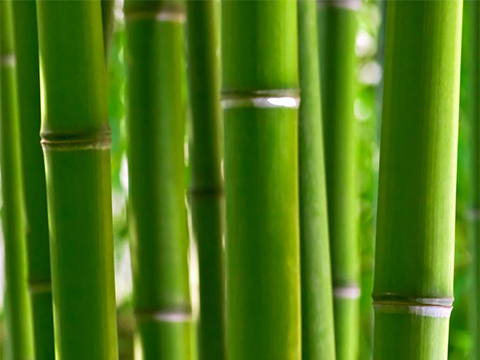 Culture du bambou