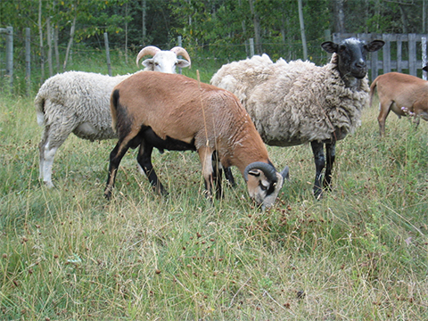 Chèvre, Mouton ou Bélier?